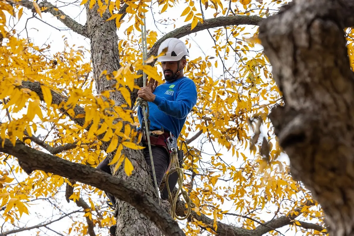 Skilled Storm Damage Cleanup crew working in Wolcott