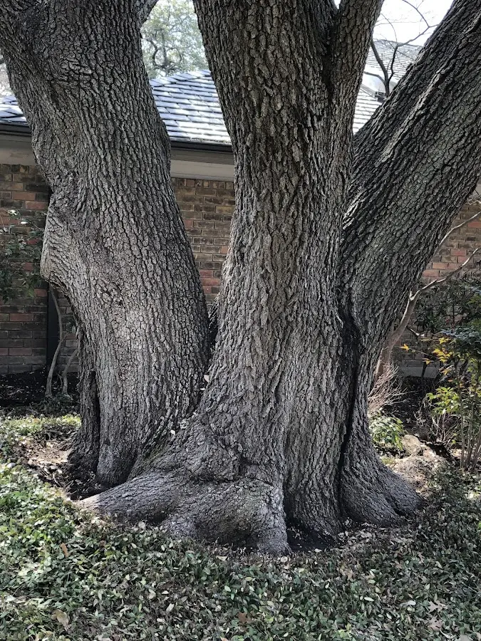 Mature heritage tree close to a Wolcott property cared for by certified arborists